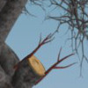 graft detail 3